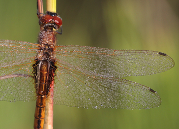 Miathyria marcella, male